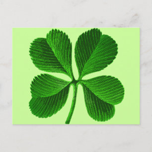 Lucky Four Leaf Clover Postcard