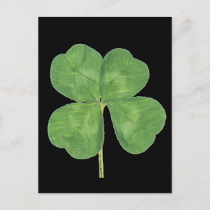 Lucky Four-Leaf Clover Shamrock Postcard