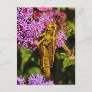Lucky Grasshopper on Ageratum Postcard
