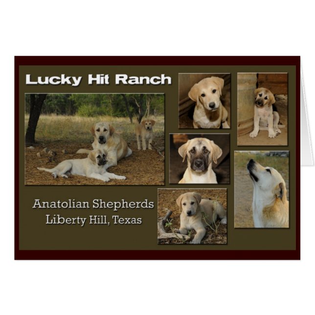 lucky hit collage (Front Horizontal)