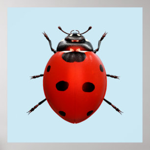 Lucky Ladybug Poster
