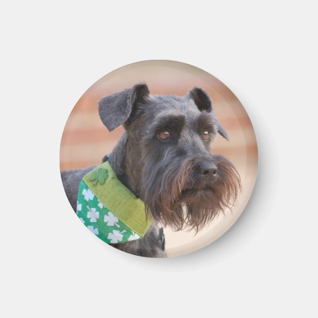 Lucky Miniature Schnauzer Magnet (Front)