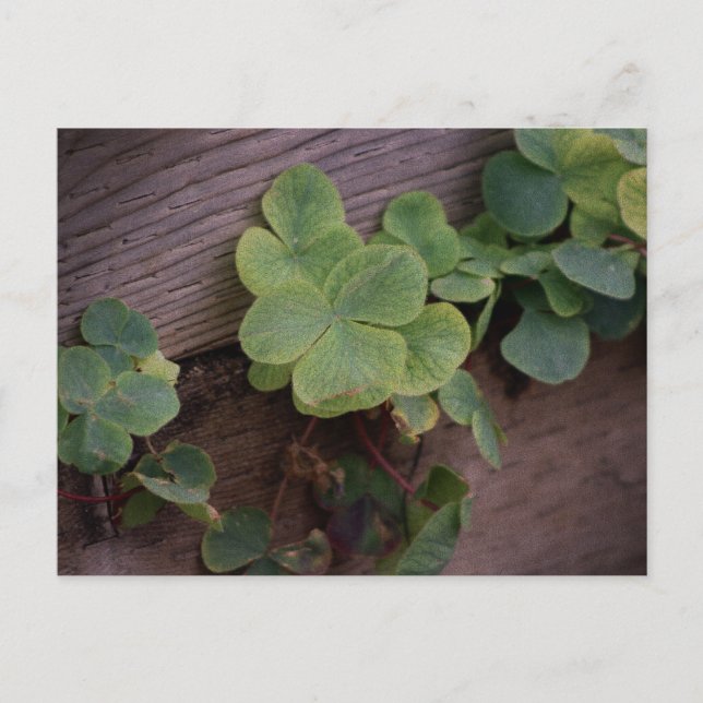 Lucky or Determined? Saint Patricks Day Shamrocks Postcard (Front)