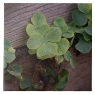 Lucky or Determined? Saint Patricks Day Shamrocks Tile