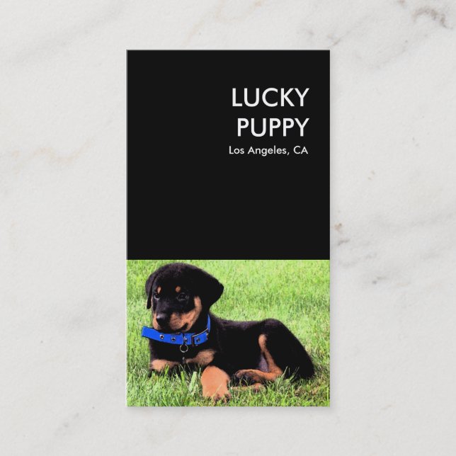 lucky puppy dog company business card (Front)