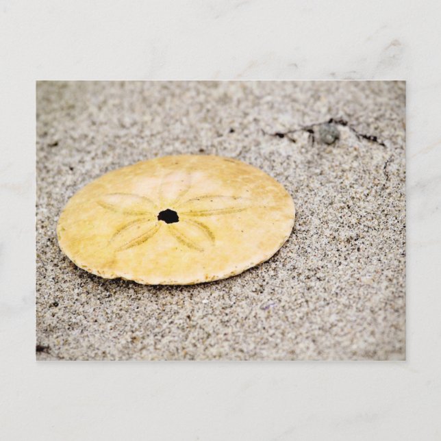 Lucky Sand Dollar Postcard (Front)