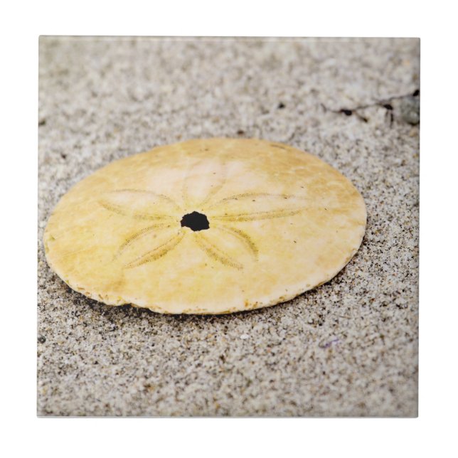Lucky Sand Dollar Tile (Front)