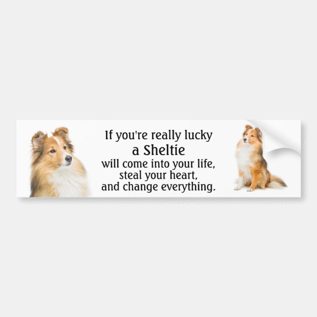 Lucky Sheltie Bumper Sticker (Front)