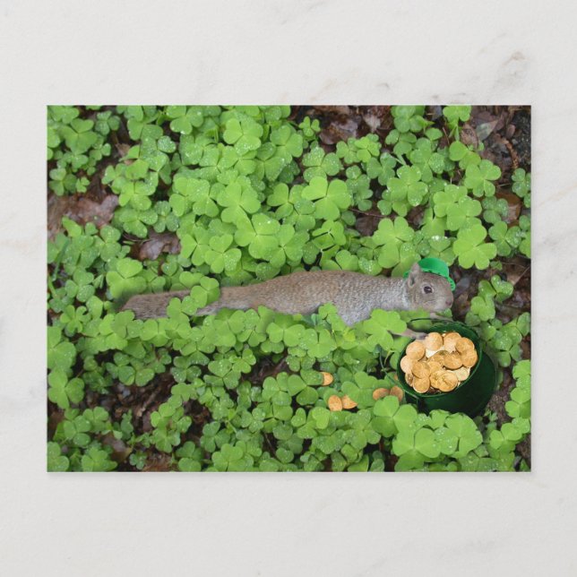 Lucky Squirrel in Clovers Postcard (Front)