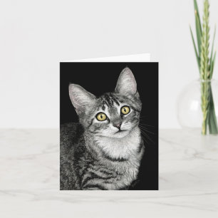 "Lucky Star" Tabby Kitten Card