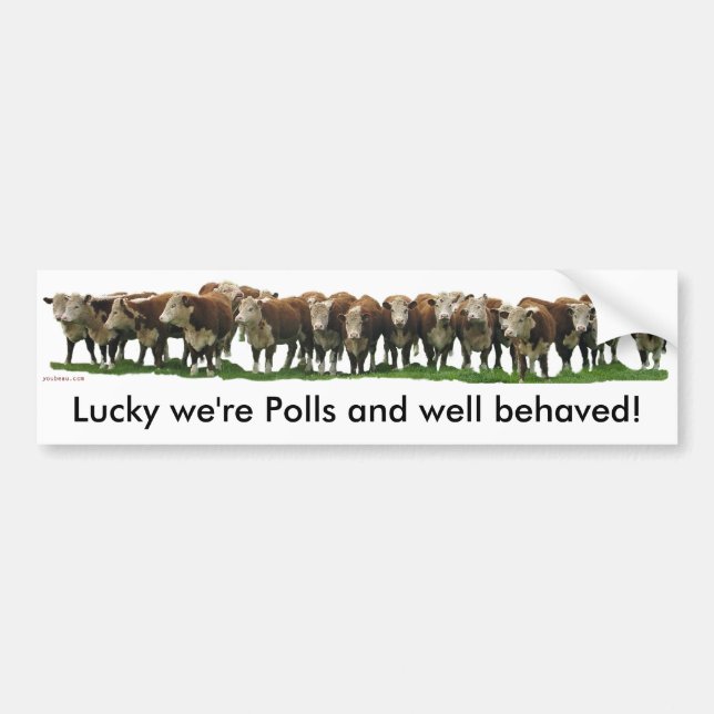 Lucky we're Poll Herefords Bumper Sticker (Front)