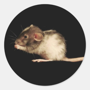 lucy classic round sticker