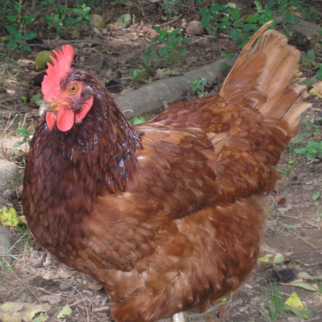 Lucy - The Red Head! Tile (Creator Uploaded)