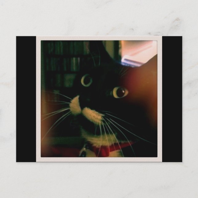 Lucy's Closeup Postcard (Front)