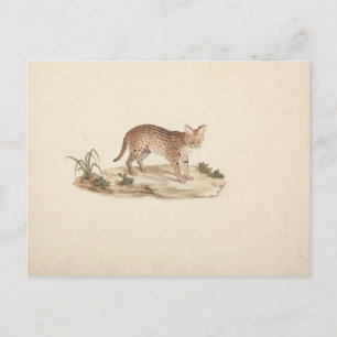 Luigi Balugani - African Wildcat or Serval Postcard