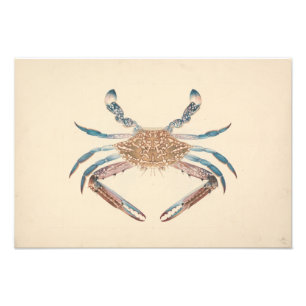 Luigi Balugani - Portunua Pelagicus - Blue Crab Photo Print