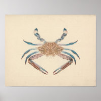 Luigi Balugani - Portunua Pelagicus - Blue Crab
