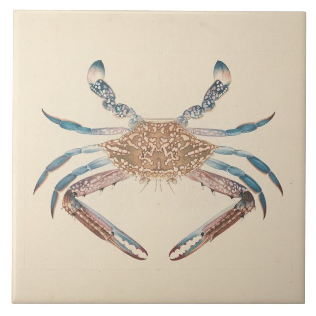Luigi Balugani - Portunua Pelagicus - Blue Crab Tile (Front)