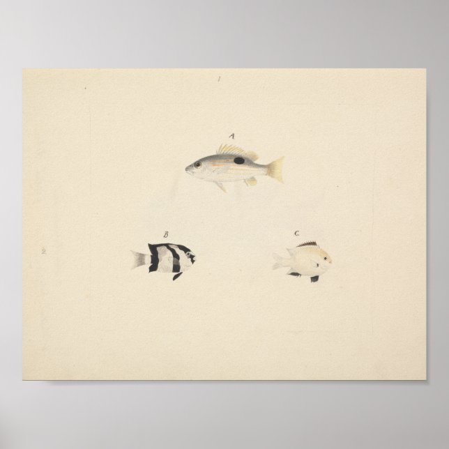Luigi Balugani - Three Unidentified Fish Poster (Front)