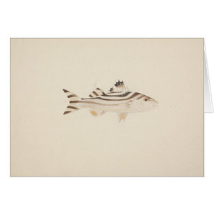 Luigi Balugani - Unidentified Fish