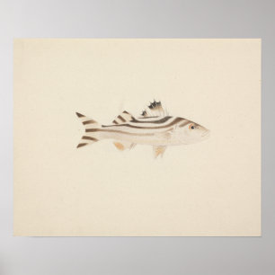 Luigi Balugani - Unidentified Fish Poster