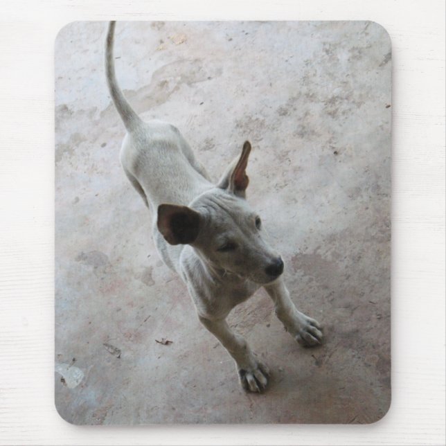 Luk Maa ... Thai Soi Puppy Dog Mouse Pad (Front)