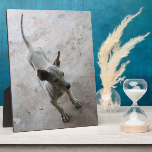 Luk Maa ... Thai Soi Puppy Dog Plaque