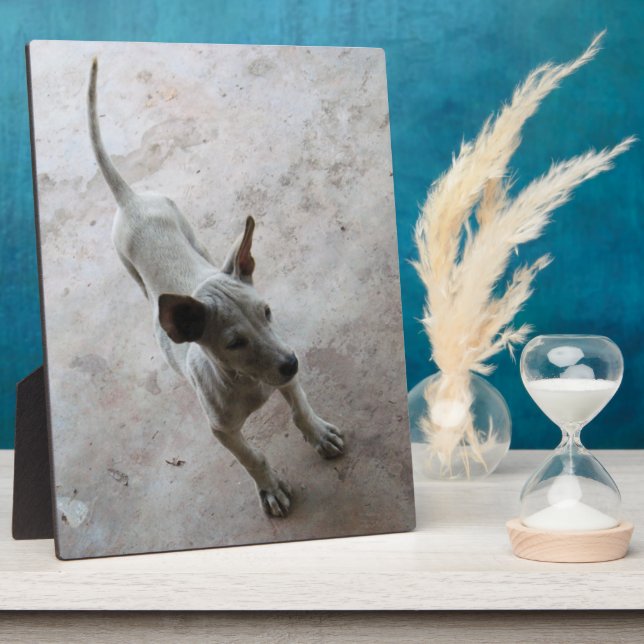 Luk Maa ... Thai Soi Puppy Dog Plaque (Side)