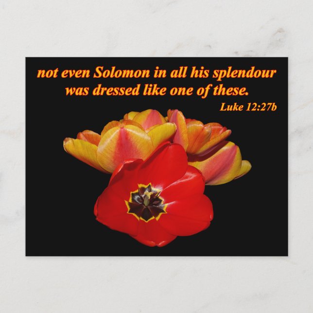 luke 12:27b and bright tulips postcard (Front)