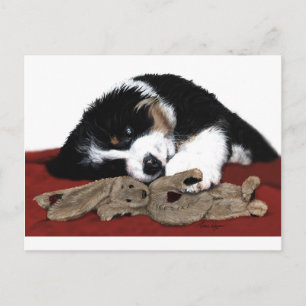 Lullaby Berner & Bunny Postcard