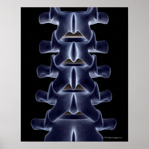 Lumbar Vertebra 2 Poster