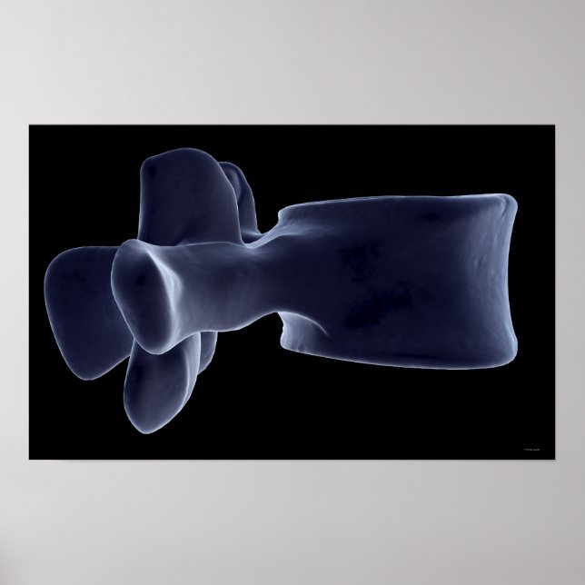 Lumbar Vertebra 3 Poster (Front)