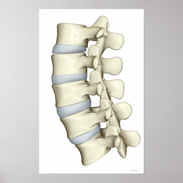 Lumbar Vertebrae 2 Poster (Front)
