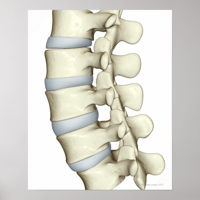 Lumbar Vertebrae Poster (Front)