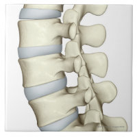 Lumbar Vertebrae
