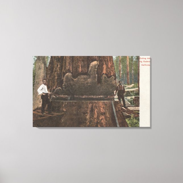 Lumberjacks Cutting Down a Redwood Tree Canvas Print (Front)