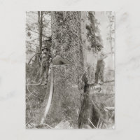 Lumberjacks with Giant Fir, 1905
