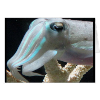 Luminous Cuttlefish