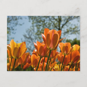 Luminous Orange Tulips Postcard