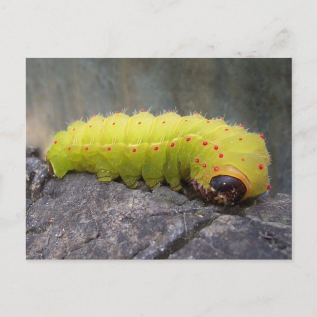 Luna Caterpillar Postcard (Front)