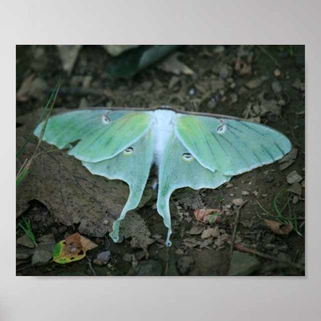 Luna Moth at Rest Poster (Front)