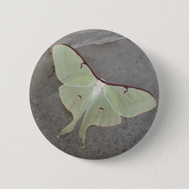 Luna moth button (Front)
