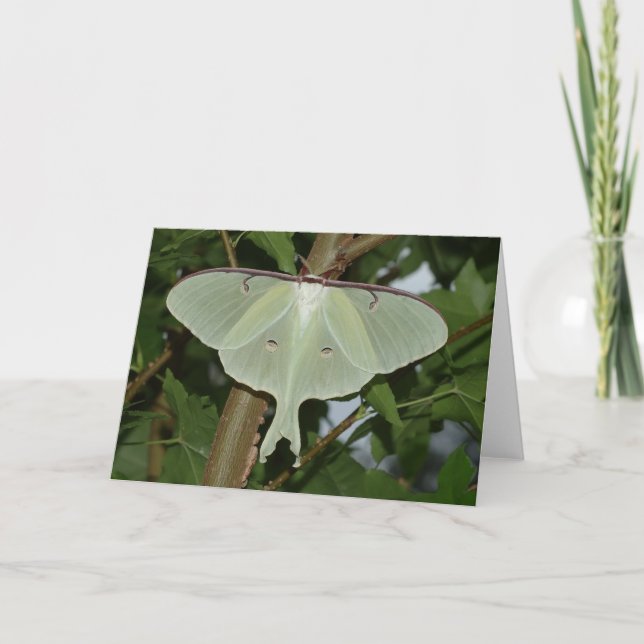 Luna moth card (Front)