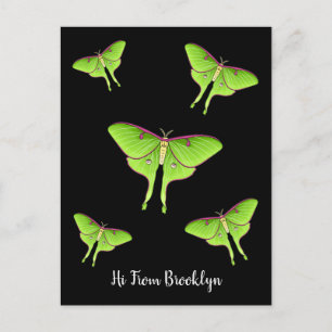 Luna Moth cartoon illustration Postcard