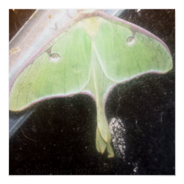 Luna Moth Close-Up Poster (Front)