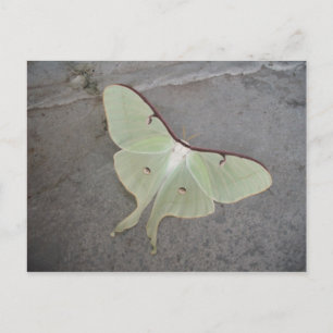 Luna moth grey background-postcard postcard