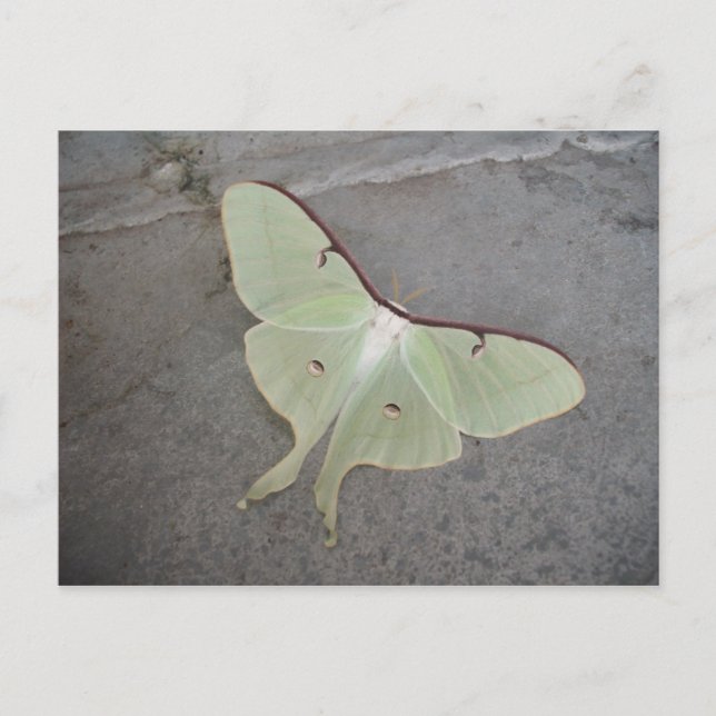 Luna moth grey background-postcard postcard (Front)