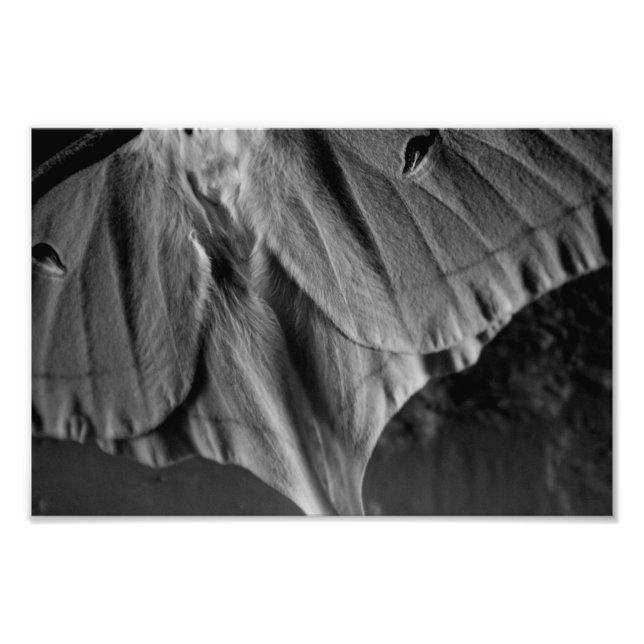 Luna Moth in Black and White Photo Print (Front)