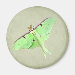 Luna Moth Magnet