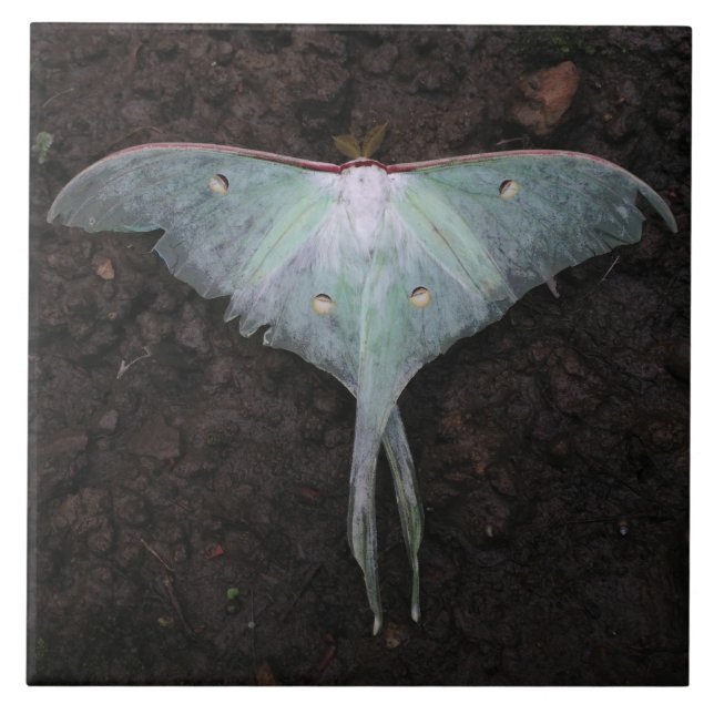 luna moth nature butterfly fairy fantasy dream tile (Front)
